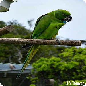 Mauritius Echo Parakeet