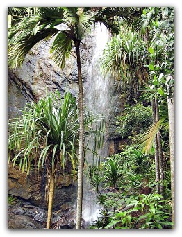 UNESCO World Heritage: Vallée de Mai, Praslin, Seychelles