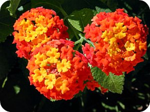 West Indian Lantana, Spanish Flag