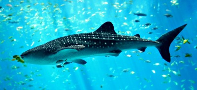 Whale Shark