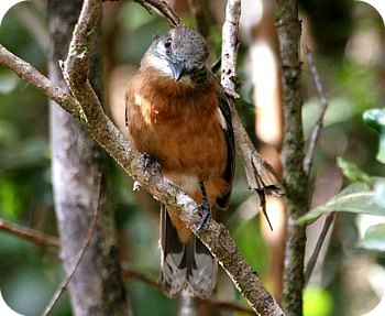 Mauritius Cuckooshrike