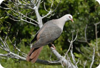 Pink Pigeon, Mauritius