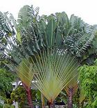 Ravenala Palm