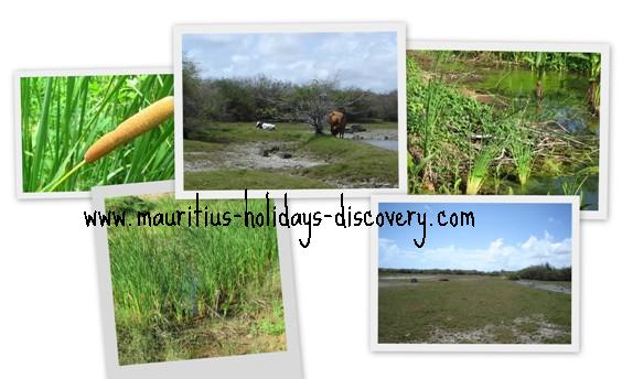 Bain Boeuf wetland