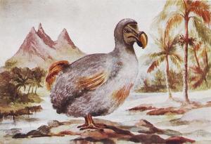 The Dodo bird in Mauritius