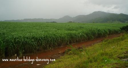 Lush sugarcane field on a rainy day - Mauritius