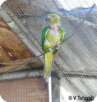 Infected Echo parakeet