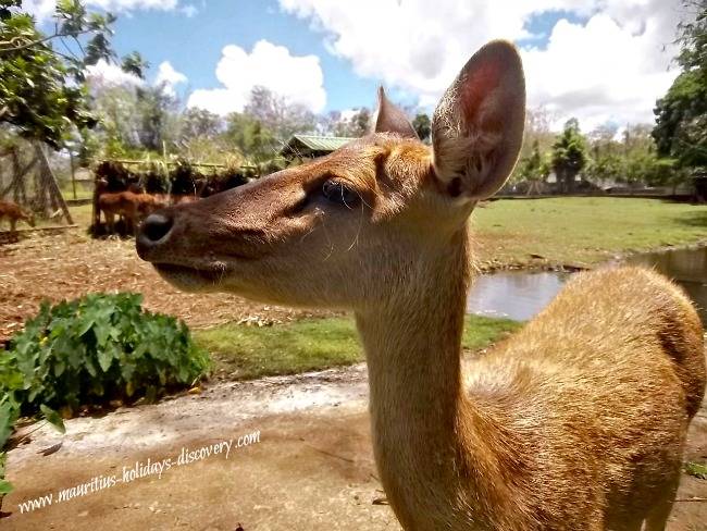 Java deer, Mauritius