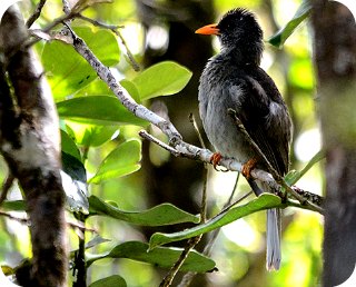 Mauritius Black Bulbul