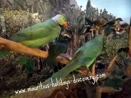 Mauritius Echo Parakeet