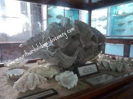 Mauritius Giant Clam