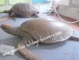 Mauritius Tortoises