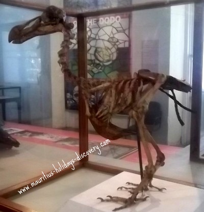 Skeleton of dodo