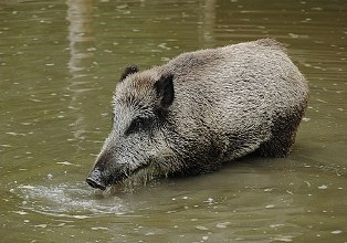 Wild Boar in Mauritius