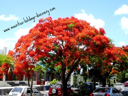 Summer in Mauritius - Flamboyant Tre