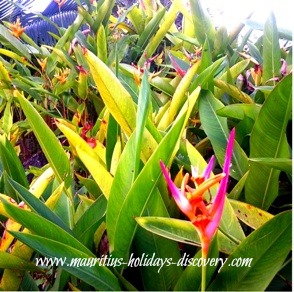 Flowers of Mauritius, Bird of Paradise