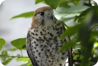 Mauritius Kestrel